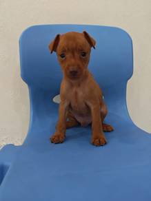 Quality Solid Red Mini Pinscher 1005G