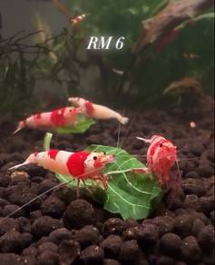 Red Crystal Shrimp