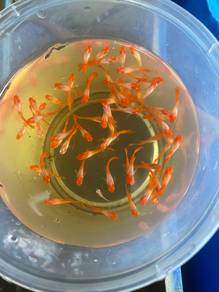 albino koi guppy