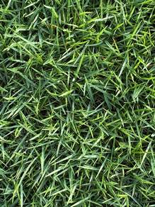 Jappanese grass