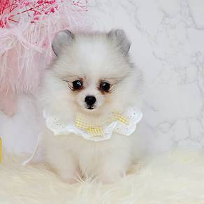 Pomeranian