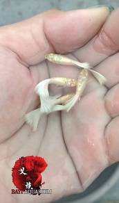 albino platinum white guppy