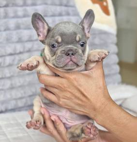 FRENCH BULLDOG PUPPIES🌻A224 Lilac Tan Male