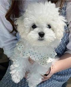 HHHH-2100 TINY Bichon Frise cheerful puppy pet