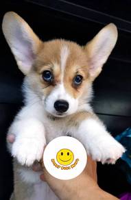 C300 Welsh Corgi bi color haired puppy dog
