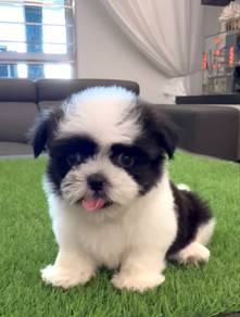 Shihtzu Male