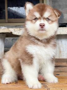 SIBERIAN HUSKY PUPPIES 🌻186 Male-Female
