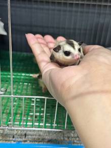 White Face Sugar Glider Male