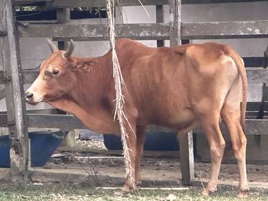 lembu korban