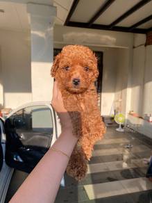 Poodle puppy for rehome