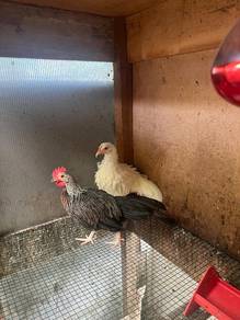 Ayam Phoenix 