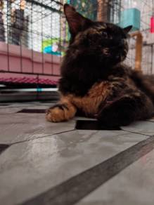 ibu maincoon mix