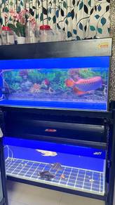 Arowana Malaysia Golden Crossback
