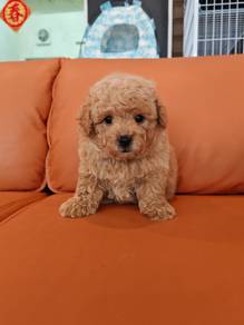 Bear poodle puppy