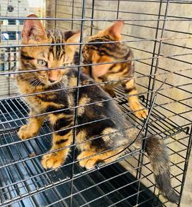 Bengal Marble