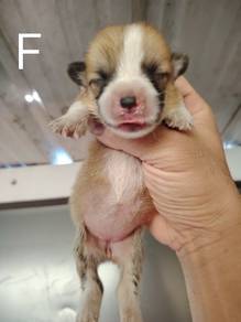 Pure Corgi With Imported Bloodline