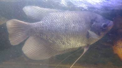Giant gourami - Ikan Kaloi