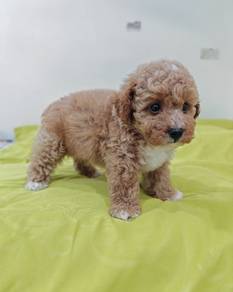 Toy poodle 