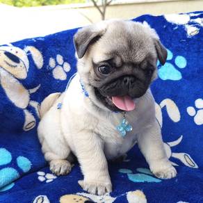 pug 2
