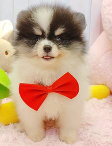 Pomeranian