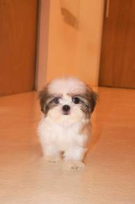 E17 Fluffy Shih Tzu Puppy