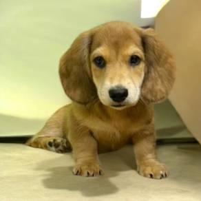 Miniature dachshund male female