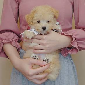 Poodle