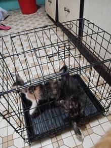 Kittens Cat free of charge