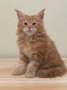 mainecoon kitten