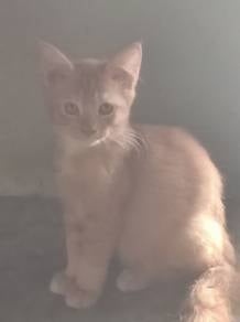 maincooon kitten