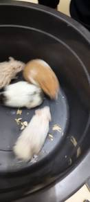 hamster untuk clear