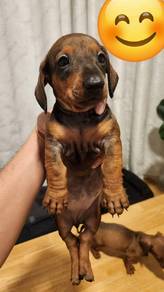 Dachshund puppy2