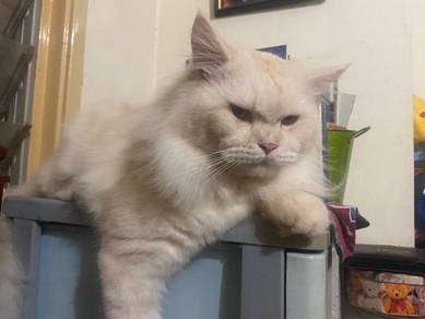 Pure Male Mainecoon Cat for mating or mengawan
