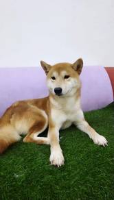 Shiba inu stud service for female