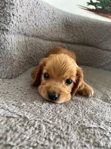 Cocker's Spaniel 3