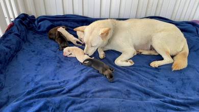 Korean Jindo Puppies