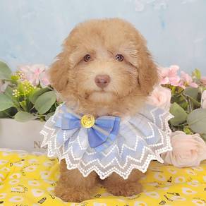 Toy Poodle