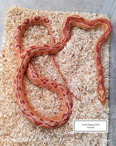 Corn Snake Promo
