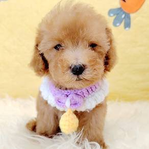 Toy Poodle