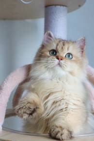 British Longhair Golden shaded male