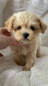 U9673 Wigglebutt Maltipoo Round Face Puppy Baby Pu