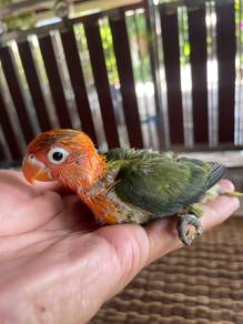 Burung Lovebird