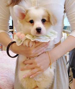 Corgi