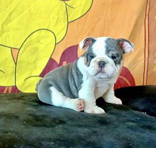 ENGLISH BULLDOG PUPPIES VIP38🐻 BullDog  male