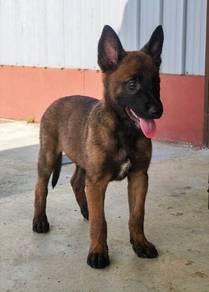 Belgian shepherd Malinois Male