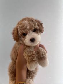 tiny poodle