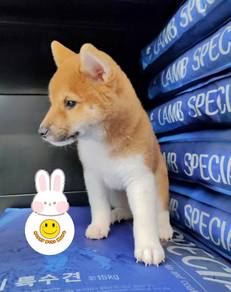 SS1066 Little cute Shiba Inu puppies