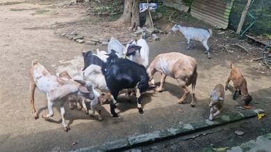 Kambing Kampung