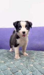 Border collie Mka certificate