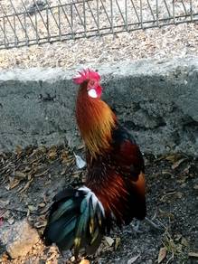 Ayam hutan jantan